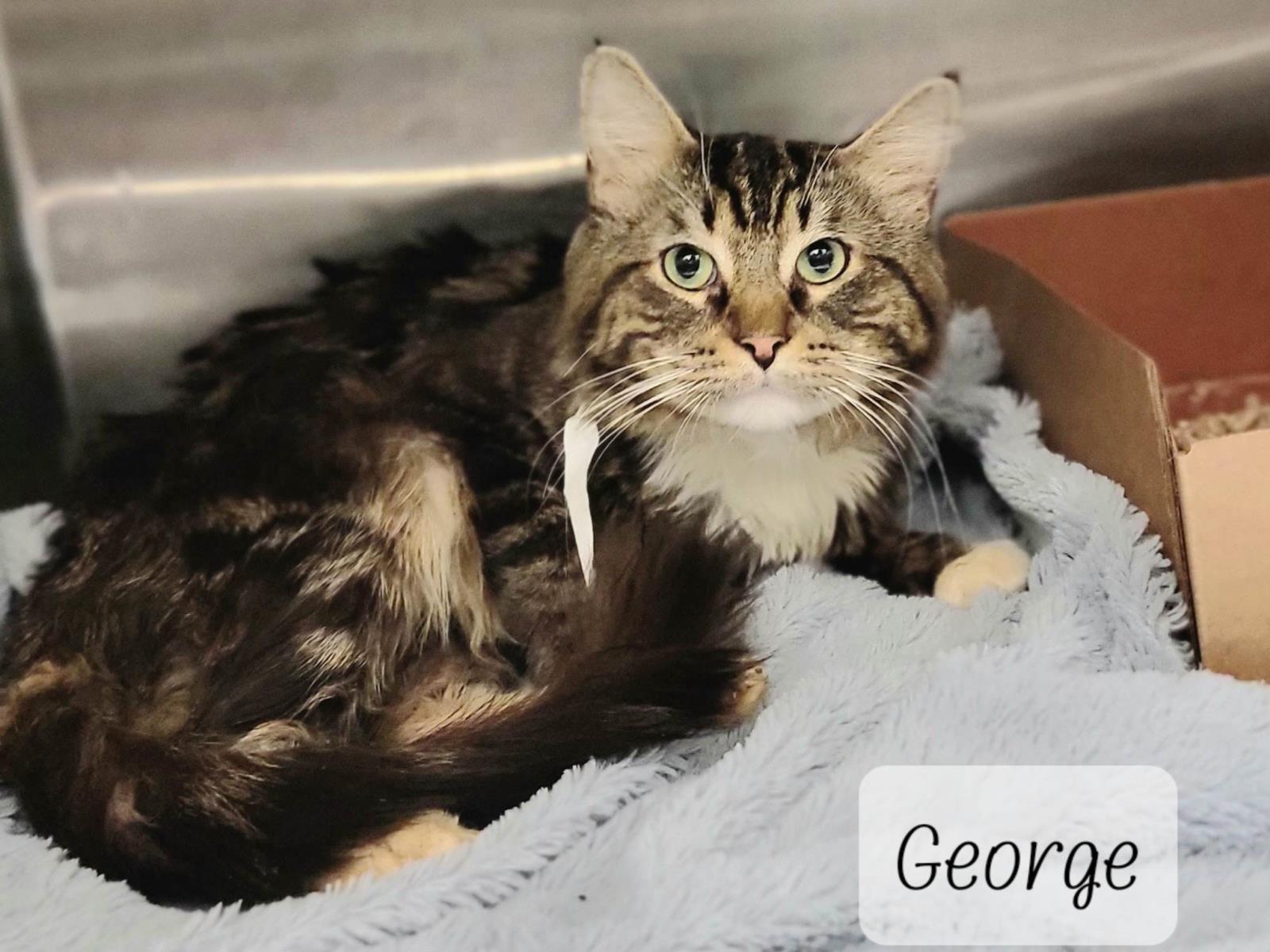 George #2304380: Male Cat
