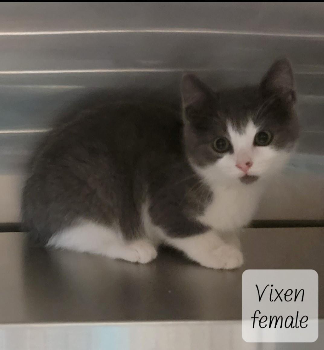 VIXEN #2204344: Female Cat