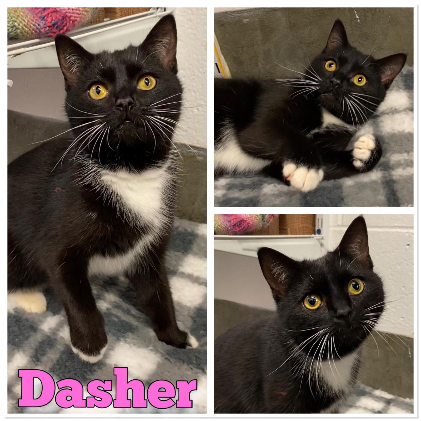 Dasher #2304376: Female Cat